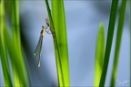 Chalcolestes viridis  imma-Oves 06