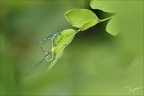 Coenagrion puella   05