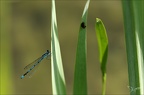 Coenagrion puella ♂-Oves 10