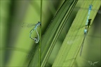 Coenagrion puella D 01
