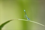 Coenagrion puella ♂-Oves 03