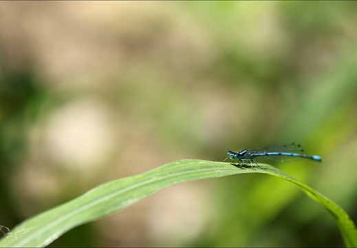 Coenagrion puella-Les Oves 02 (941 visits) Coenagrion puella-Les Oves 02