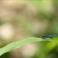 Coenagrion puella-Les Oves 02