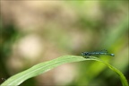 Coenagrion puella-Les Oves 02