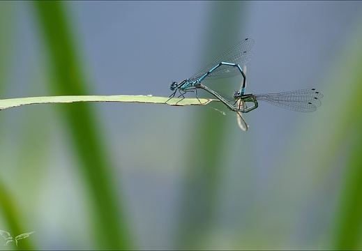 Coenagrion puella-Les Oves 01 (1006 visits) Coenagrion puella-Les Oves 01