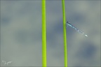 Coenagrion scitulum -Oves 02