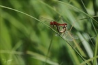 Crocothemis erythraea ♂ tandem  01