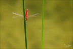 Crocothemis erythraea ♂-Oves 09