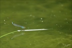 Erytromma viridulum -Oves 08