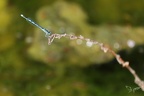 Erythromma lindenii 1