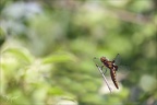 Libellula depressa ♀ 05-05-24 23