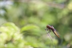 Libellula depressa ♀ 05-05-24 20