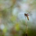 Libellula depressa ♀-
