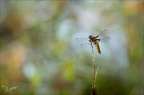 Libellula depressa ♀-