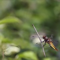Libellula depressa ♀ 05-05-24 33