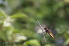 Libellula depressa ♀ 05-05-24 33
