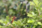 Libellula fulva ♀ 08