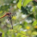 Libellula fulva ♂ 01