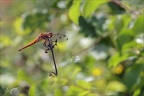 Libellula fulva ♂ 01