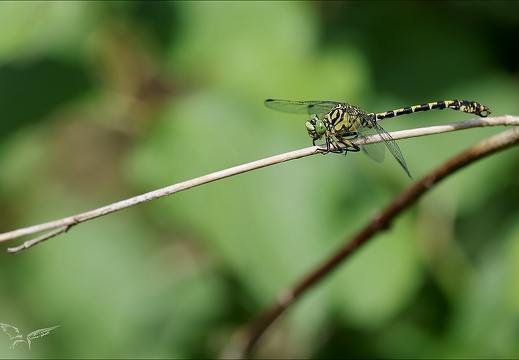 Onychogomphus forcipatus ♂-oves 02 (737 visits) Onychogomphus forcipatus ♂-oves 02