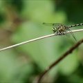 Onychogomphus forcipatus ♂-oves 02