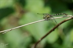 Onychogomphus forcipatus ♂-oves 02