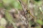 Orthetrum cancellatum ♀ 02