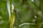 Platycnemis acutipennis ♂ imm 02