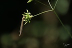 Platycnemis sp D 02