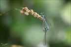 Platycnemis pennipes tandem D 03