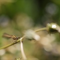 Platycnemis pennipes 03-05-24 15