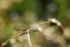 Platycnemis pennipes 03-05-24 15