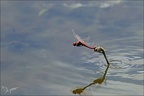 Sympetrum fonscolombii ponte 08