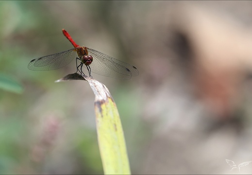 Sympetrum sanguineum ♂-oves 07 (395 visits) Sympetrum sanguineum ♂-oves 07