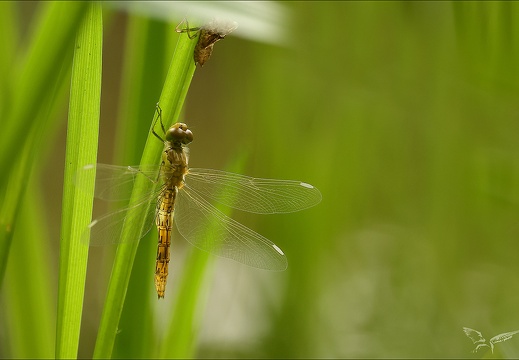 Sympetrum sanguineum imm ♂-oves 06 (580 visits) Sympetrum sanguineum imm ♂-oves 06