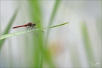 Sympetrum sanguineum ♂ -Oves 01