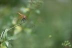 Tritemis annulata-saintmo 07