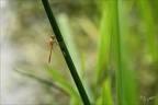 Sympetrum sanguineum imm ♂-oves 23
