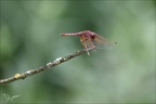Tritemis annulata-saintmo 05