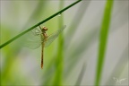 Sympetrum sanguineum imm ♂-oves 22