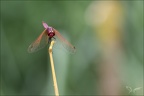 Tritemis annulata-saintmo 22