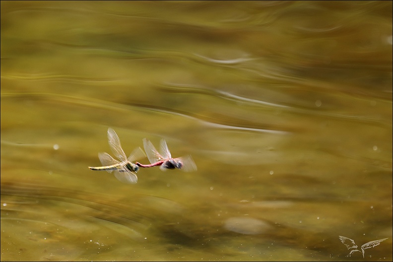 Sympetrum fonscolombii ponte_01.jpg