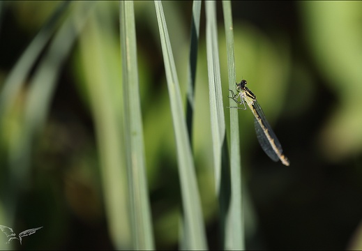 Coenagrion hastulatum 02 (368 visits) Coenagrion hastulatum 02