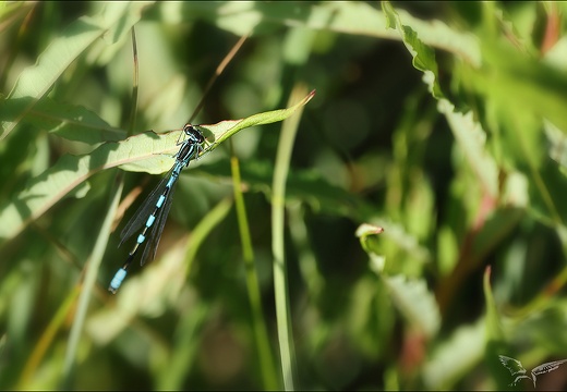 Coenagrion hastulatum 01 (328 visits) Coenagrion hastulatum 01