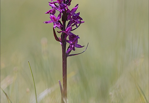 Dactylorhiza fuchsii 02 (314 visits) Dactylorhiza fuchsii 02
