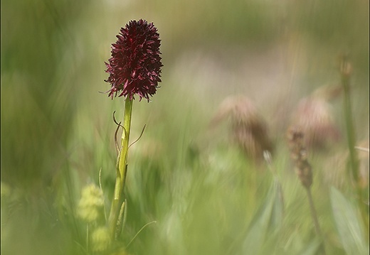 Gymnadenia nigra sub rhellicani 05 (287 visits) Gymnadenia nigra sub rhellicani 05