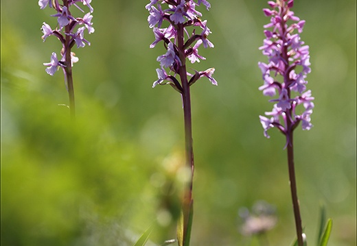 Gymnadenia conopsea 02 (274 visits) Gymnadenia conopsea 02