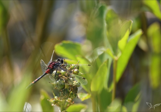 Leucorrhinia dubia- Guichard 05 (327 visits) Leucorrhinia dubia- Guichard 05