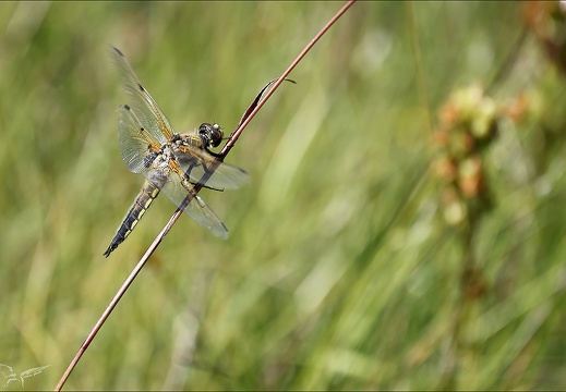 Libellula quadrimaculata 03 (282 visits) Libellula quadrimaculata 03