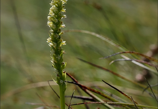 Pseudorchis albida 01 (301 visits) Pseudorchis albida 01